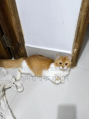 3-6 Months Male Purebred Persian