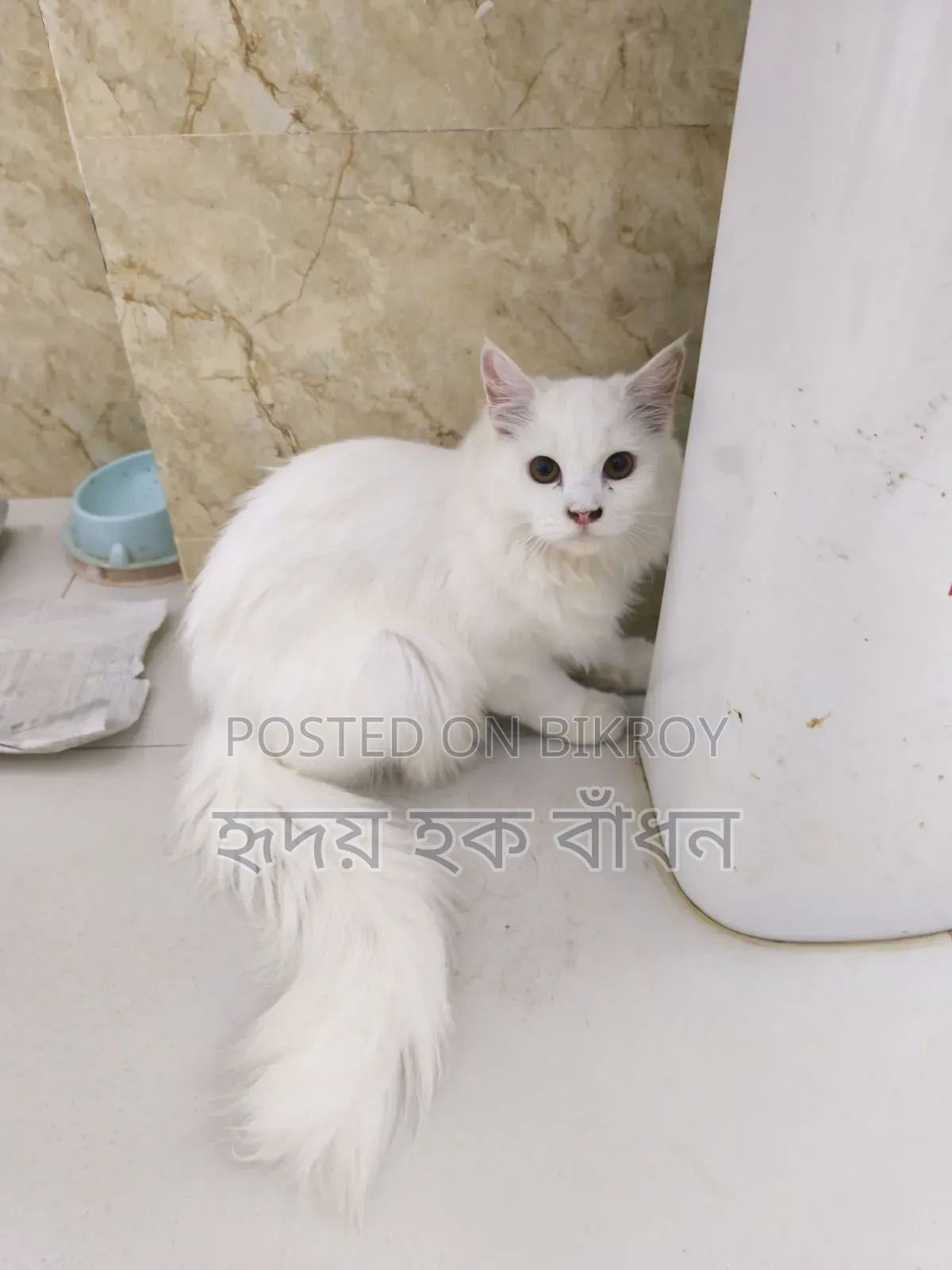 3-6 Months Male Purebred Persian