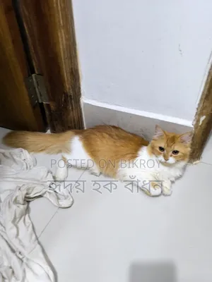 3-6 Months Male Purebred Persian