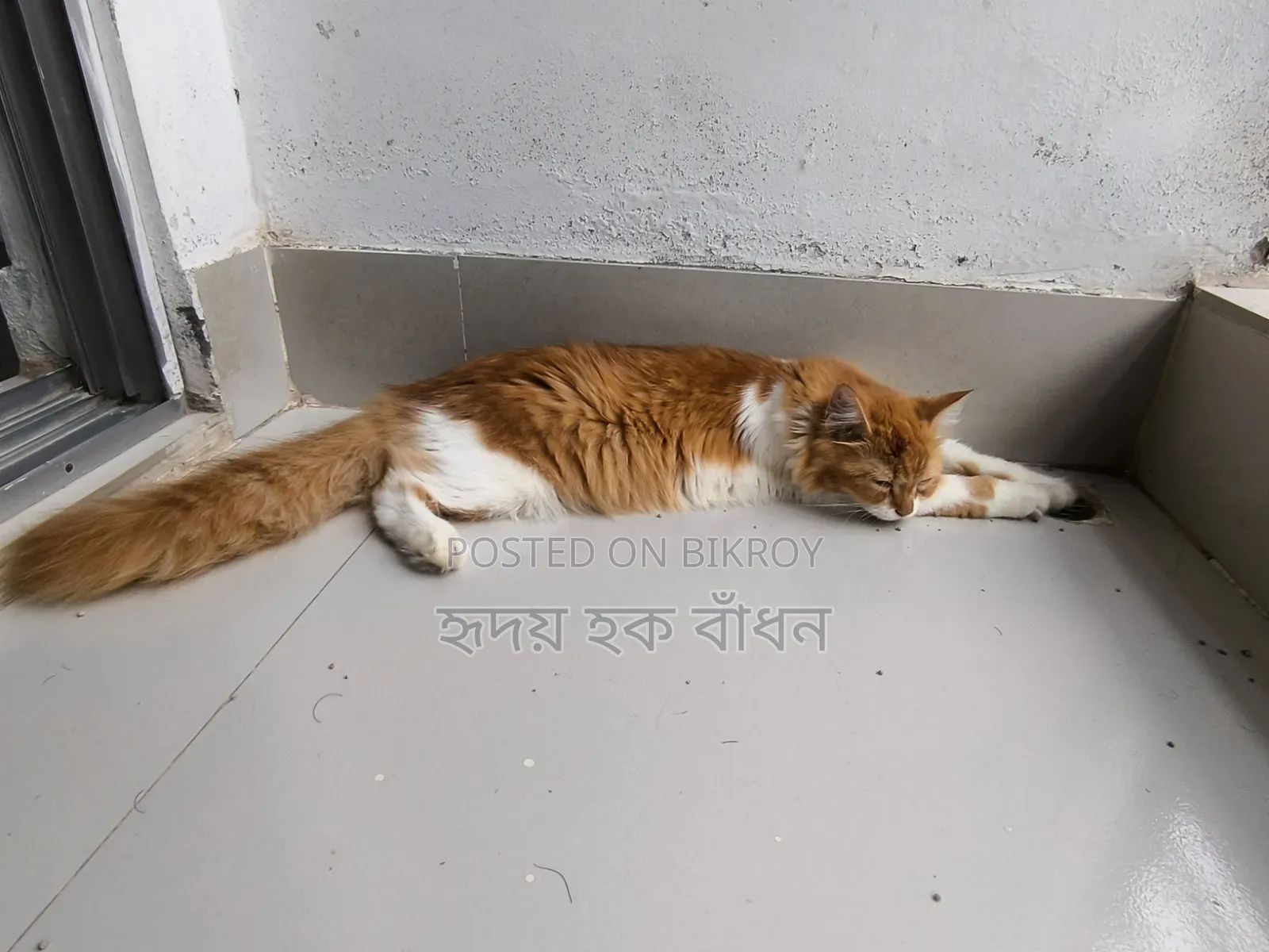 3-6 Months Male Purebred Persian