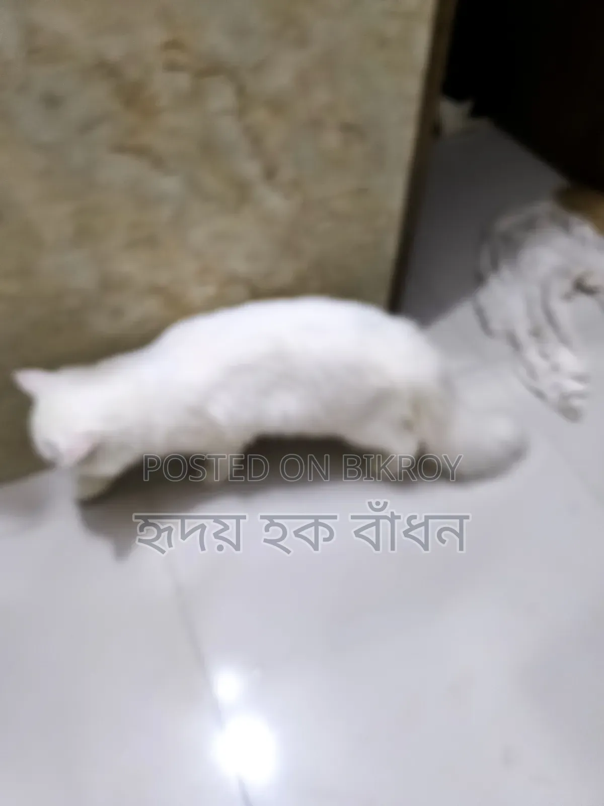 3-6 Months Male Purebred Persian