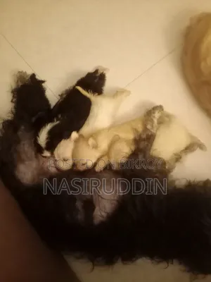 1-3 months Male Purebred Lhasa Apso