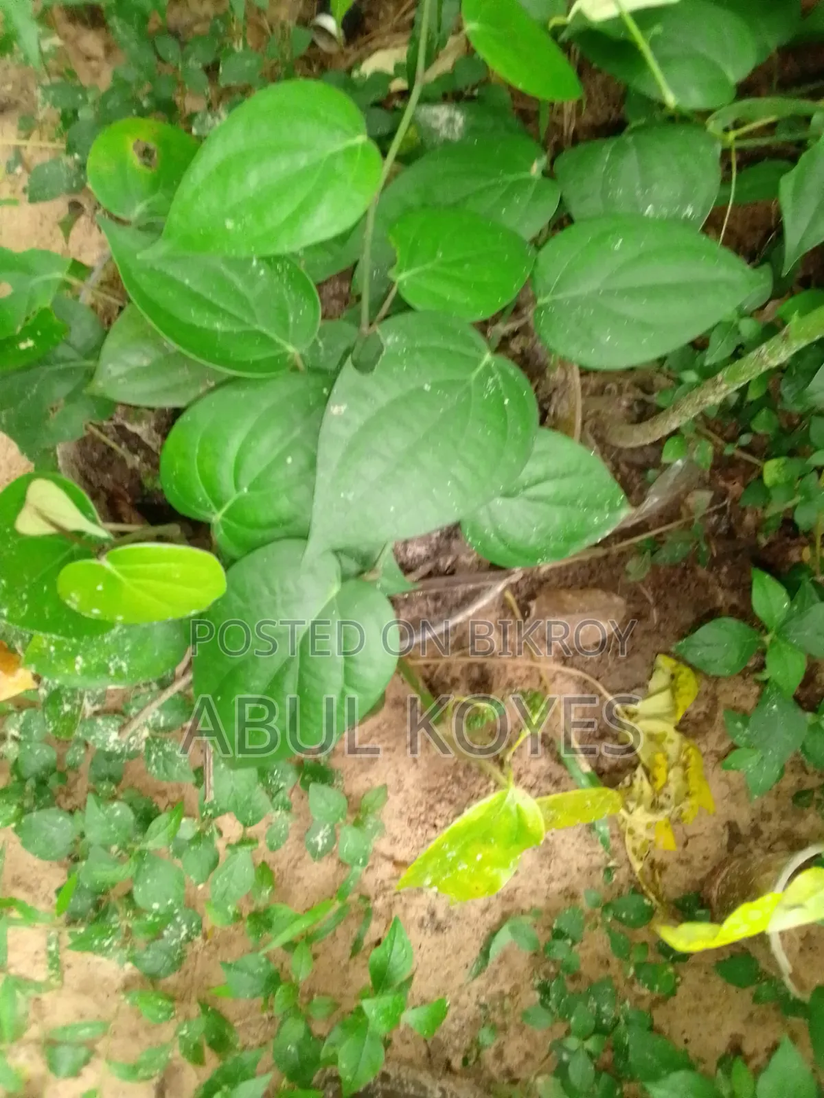 Black Pepper Seedlings Cutting