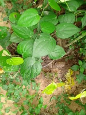 Black Pepper Seedlings Cutting
