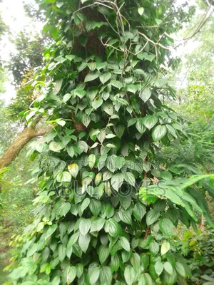 Black Pepper Seedlings Cutting