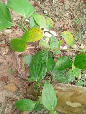 Black Pepper Seedlings Cutting