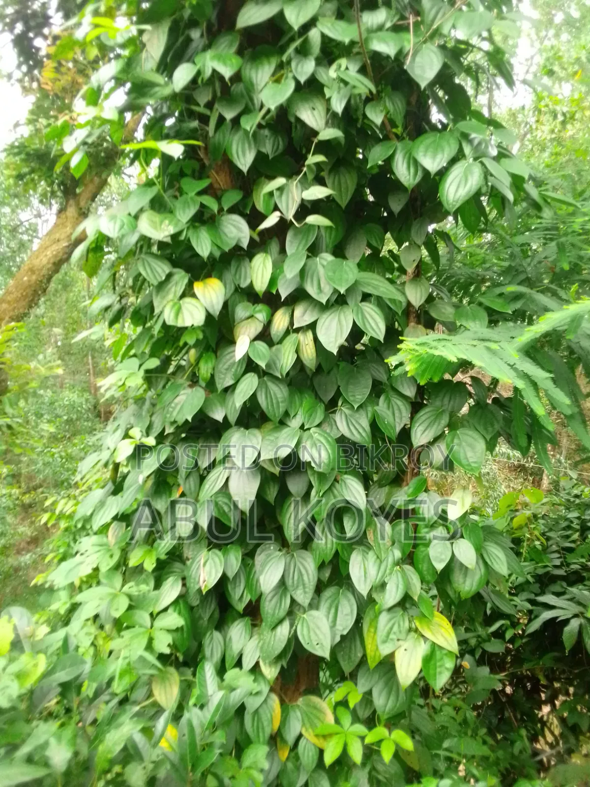 Black Pepper Seedlings Cutting