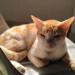 6-12 Months Male Purebred Bengal
