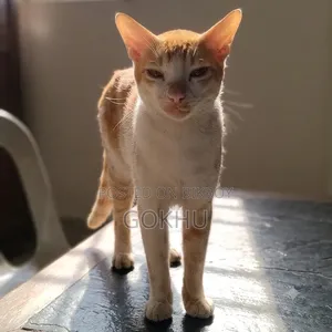 6-12 Months Male Purebred Bengal