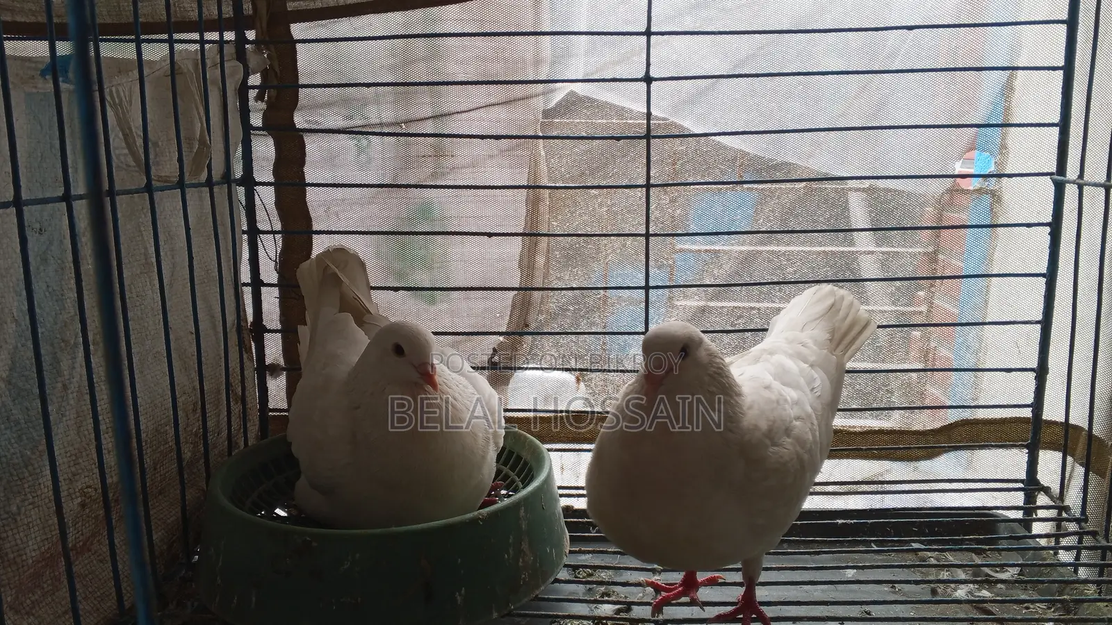 সম্পূর্ণ ফ্রেশ রানিং কবুতর