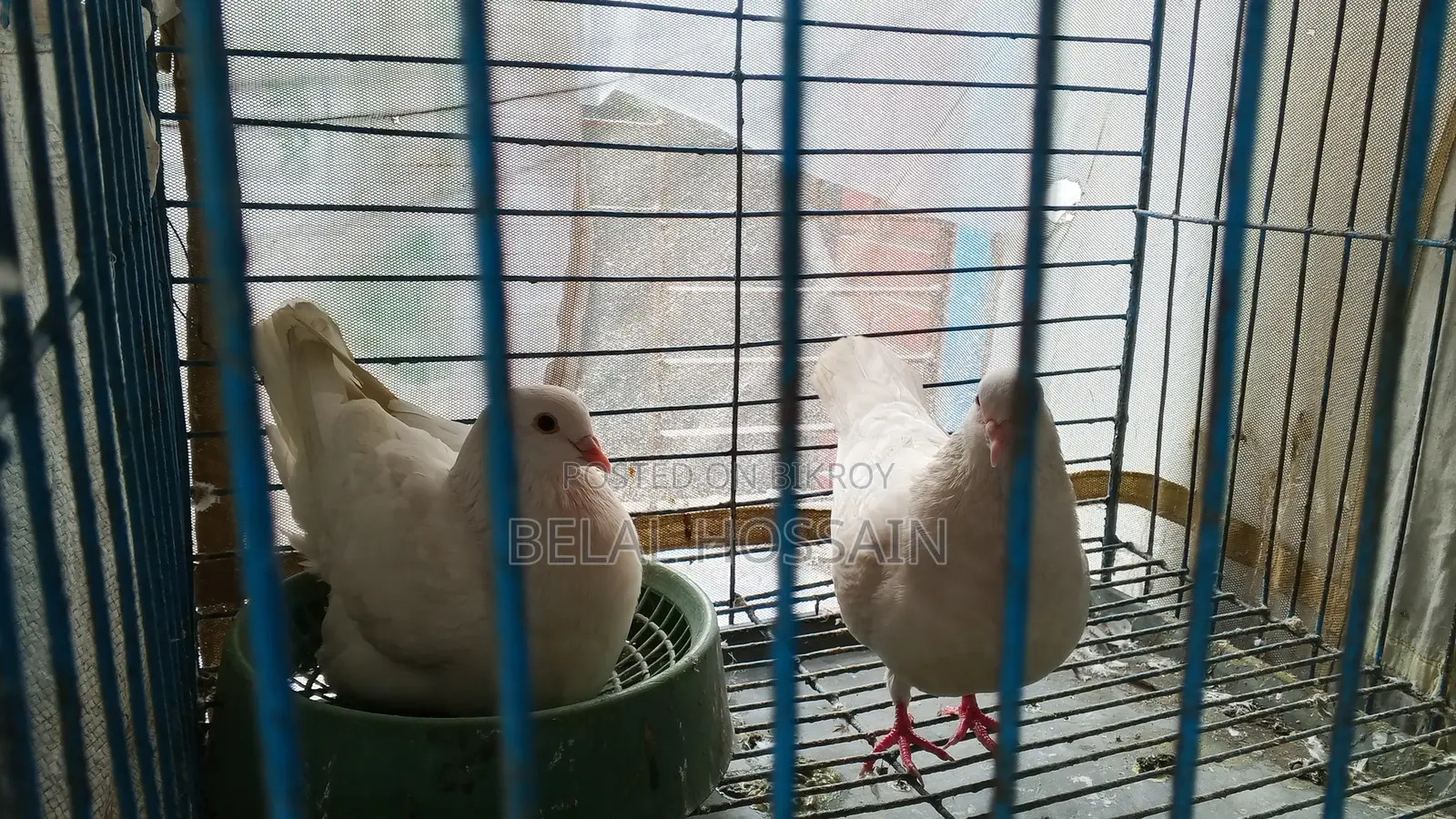 সম্পূর্ণ ফ্রেশ রানিং কবুতর