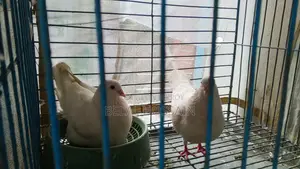সম্পূর্ণ ফ্রেশ রানিং কবুতর