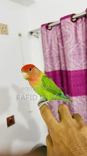 লাভ বার্ড ১ পিস ফিমেল ফুল টেম