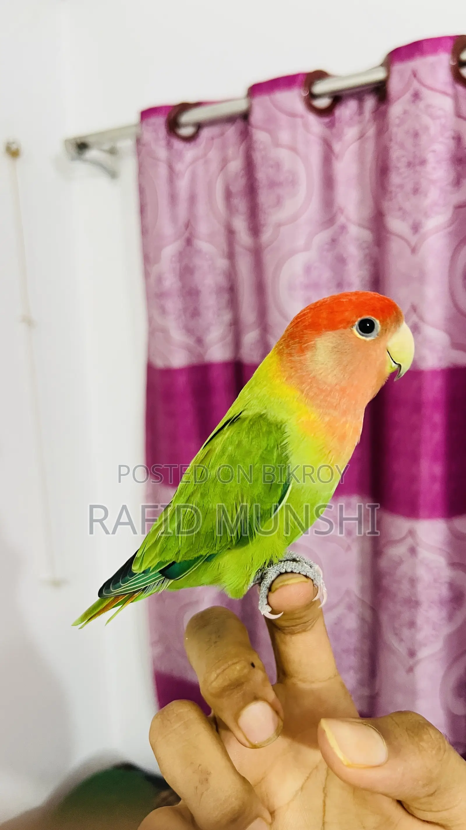 লাভ বার্ড ১ পিস ফিমেল ফুল টেম