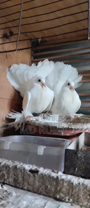 লক্ষা বাচ্চা কবুতরের জোড়া
