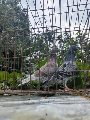 1 pair of Carlos Bloodline racer pigeons for sale.