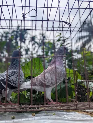 1 pair of Carlos Bloodline racer pigeons for sale.