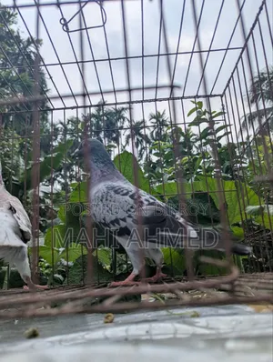 1 pair of Carlos Bloodline racer pigeons for sale.