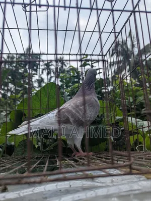 1 pair of Carlos Bloodline racer pigeons for sale.