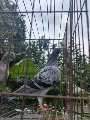 1 pair of Carlos Bloodline racer pigeons for sale.