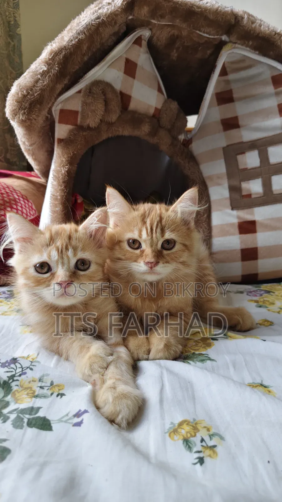 1-3 months Female Purebred Persian