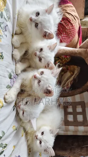 1-3 months Female Purebred Persian