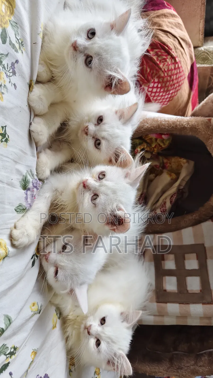 1-3 months Female Purebred Persian