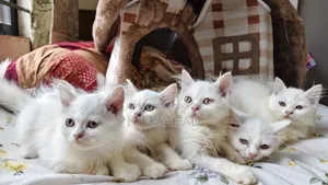 1-3 months Female Purebred Persian