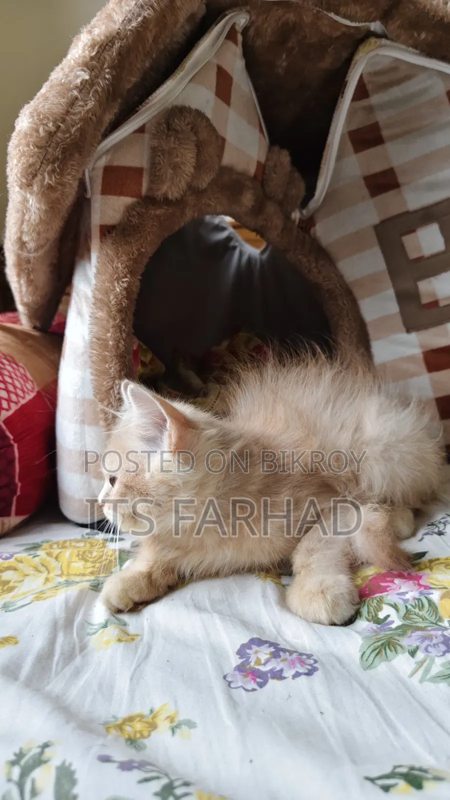 1-3 months Female Purebred Persian