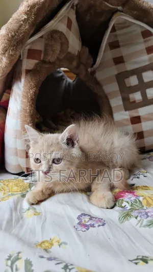 1-3 months Female Purebred Persian
