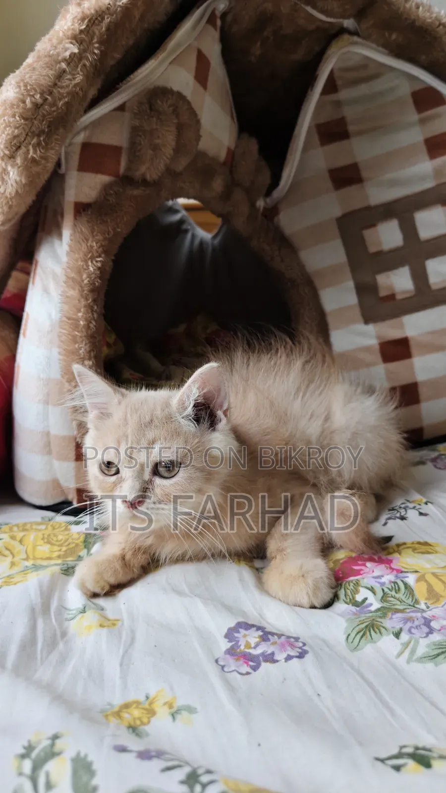 1-3 months Female Purebred Persian