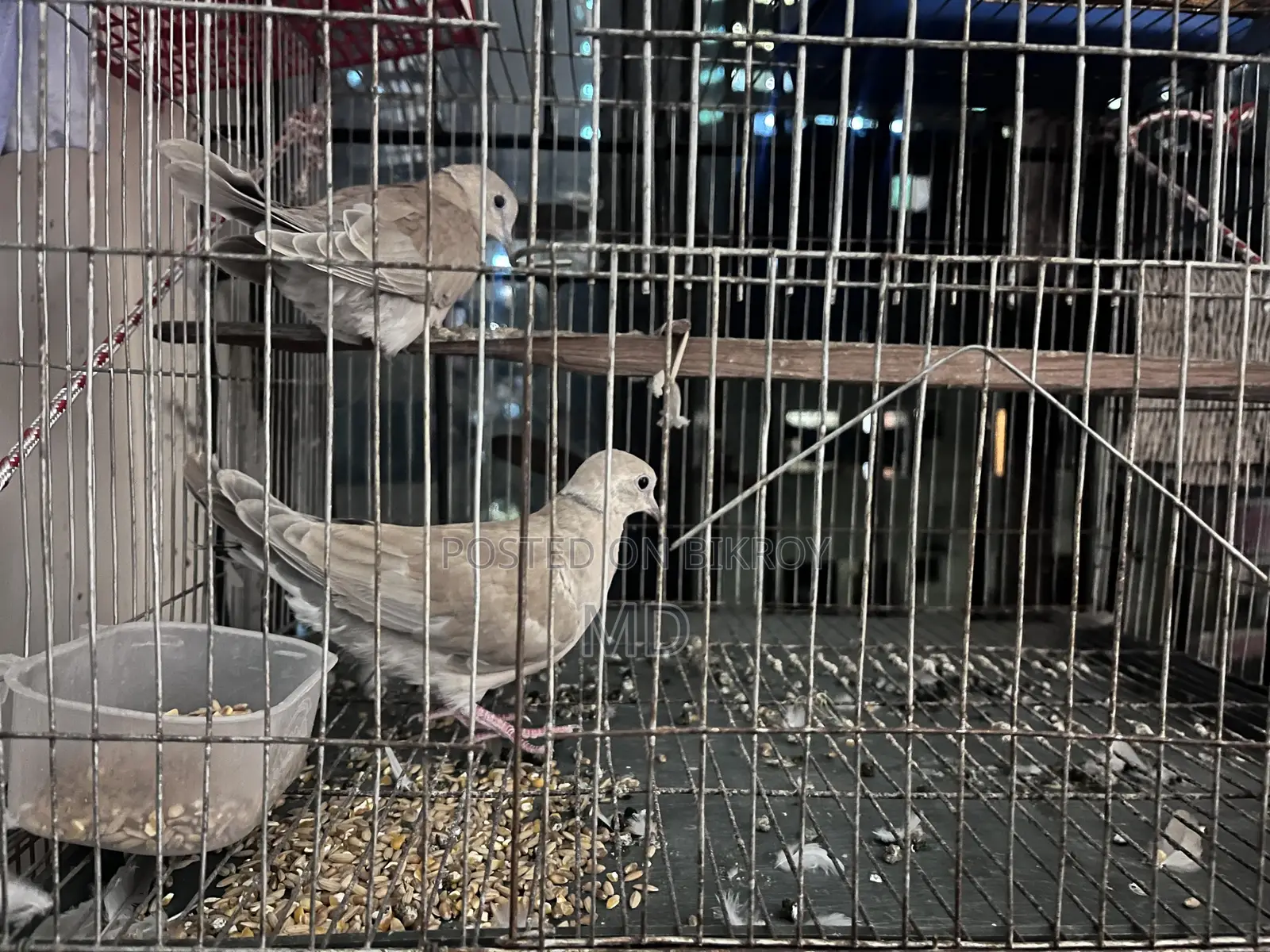 গুগু পাখি ২ জুড় +ডিম্ বাচ্চা আসে