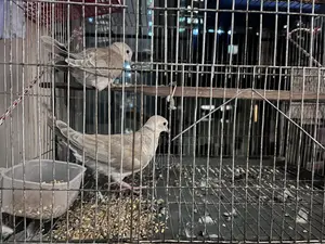 গুগু পাখি ২ জুড় +ডিম্ বাচ্চা আসে