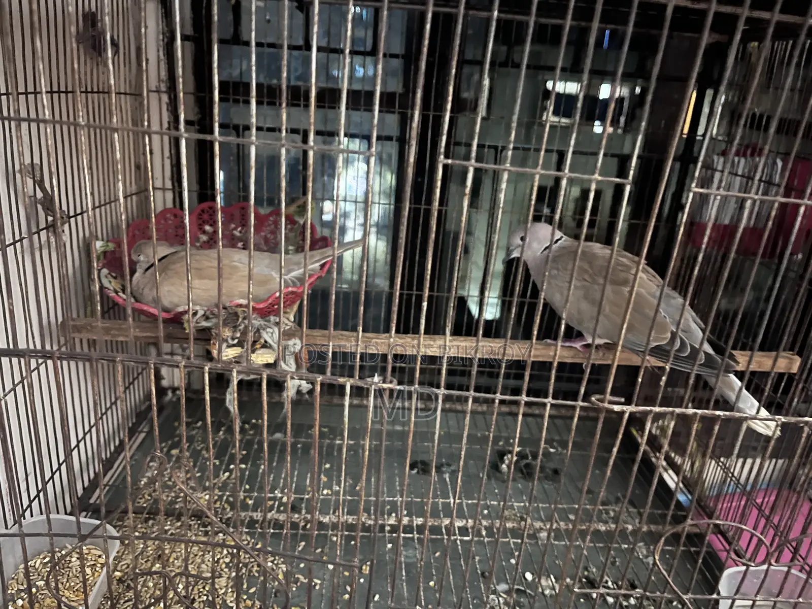 গুগু পাখি ২ জুড় +ডিম্ বাচ্চা আসে