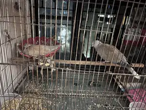 গুগু পাখি ২ জুড় +ডিম্ বাচ্চা আসে