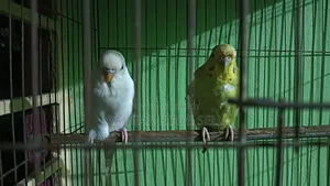 বাজিগর পাখি