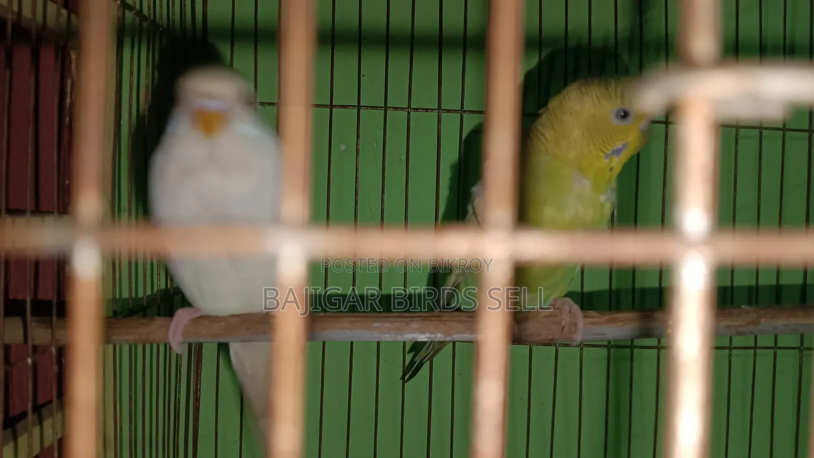 বাজিগর পাখি