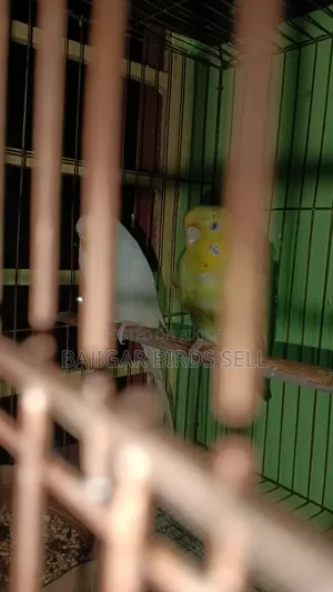 বাজিগর পাখি