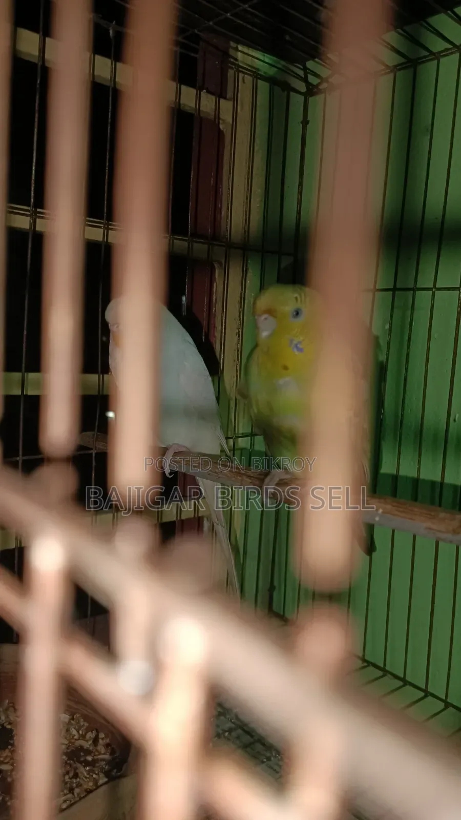 বাজিগর পাখি
