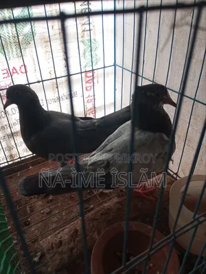 Pigeon chicks
