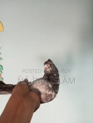 Pigeon chicks