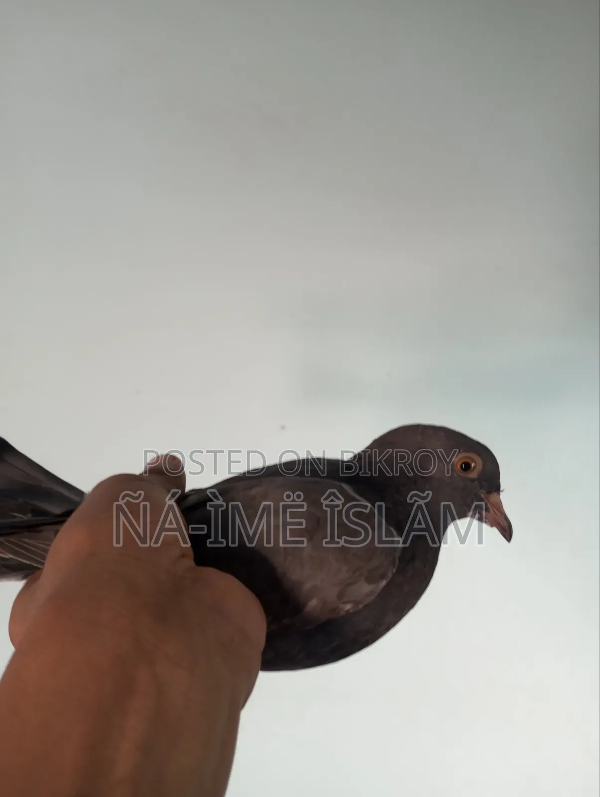 Pigeon chicks