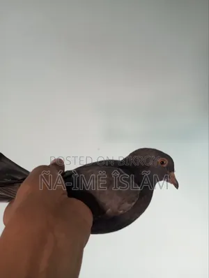 Pigeon chicks
