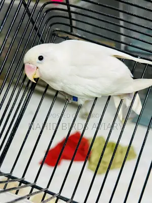 Lovebird Male Dna