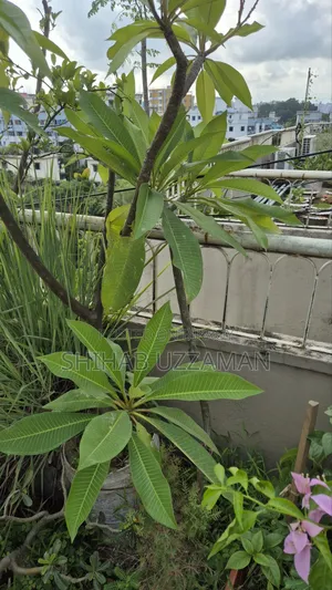 Kathgolap Tree White Yellow Flower