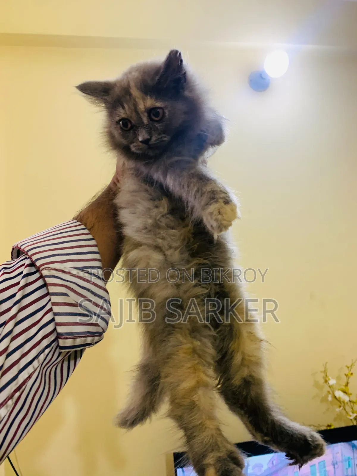 1-3 Months Female Purebred Persian