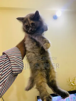 1-3 months Female Purebred Persian