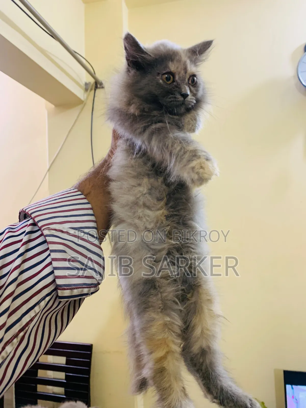 1-3 Months Female Purebred Persian