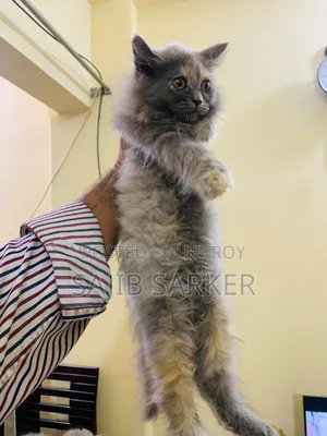 1-3 Months Female Purebred Persian
