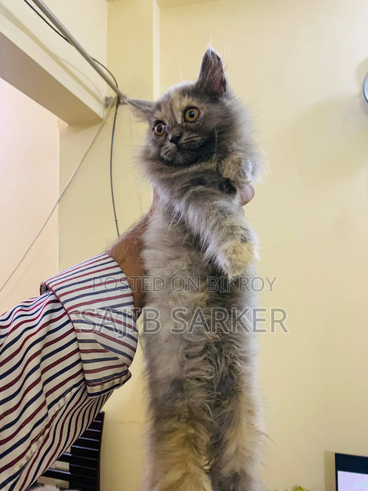 1-3 Months Female Purebred Persian
